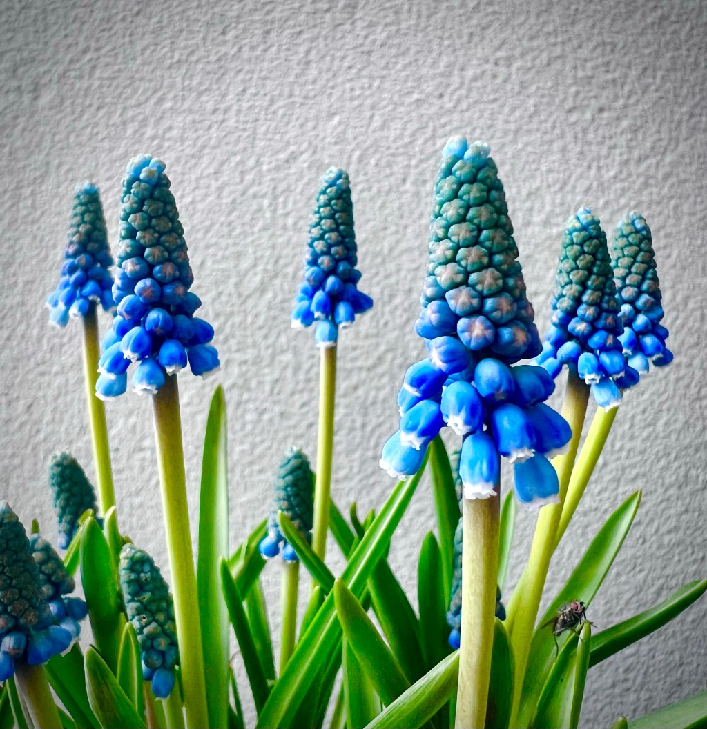Garden Grape-hyacinth