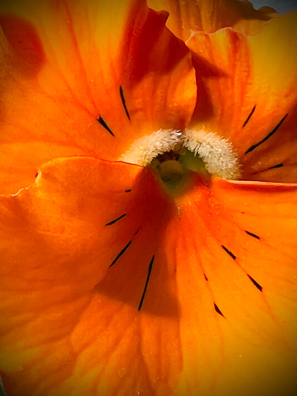 Pansy