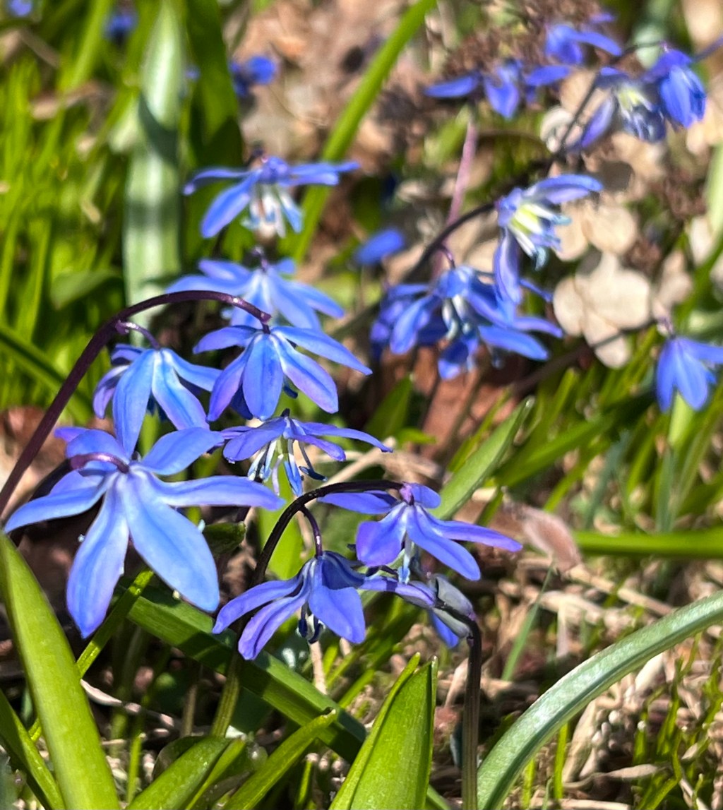 Siberian Squill
