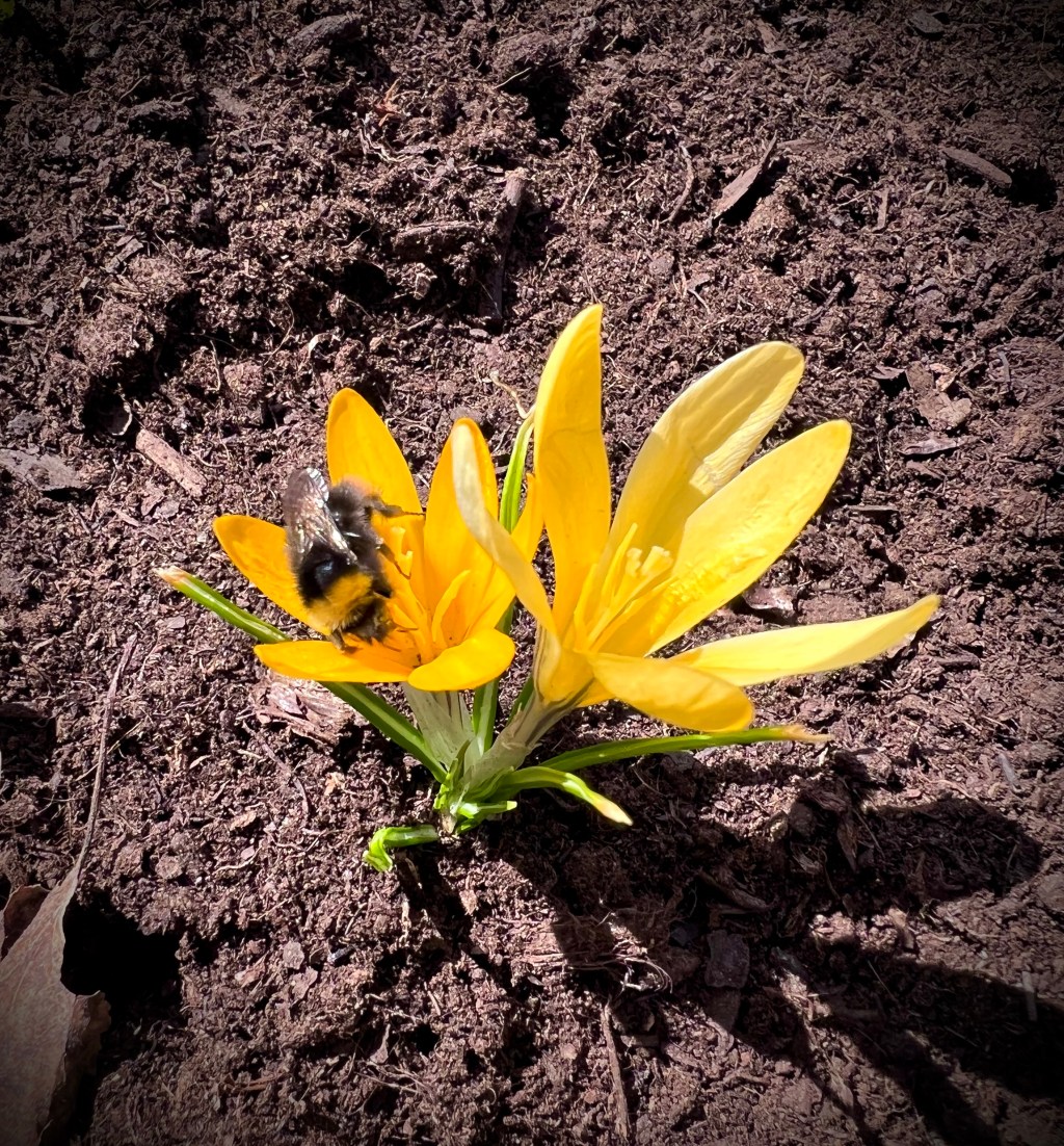 Spring Crocus
