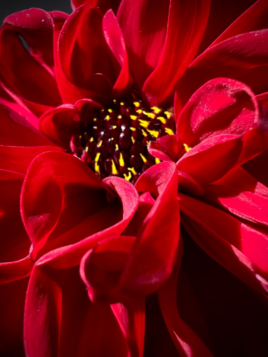 Dahlia
