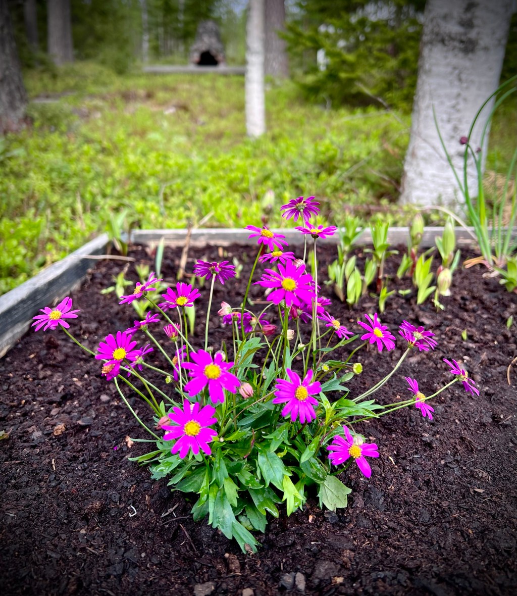 Brachyscome