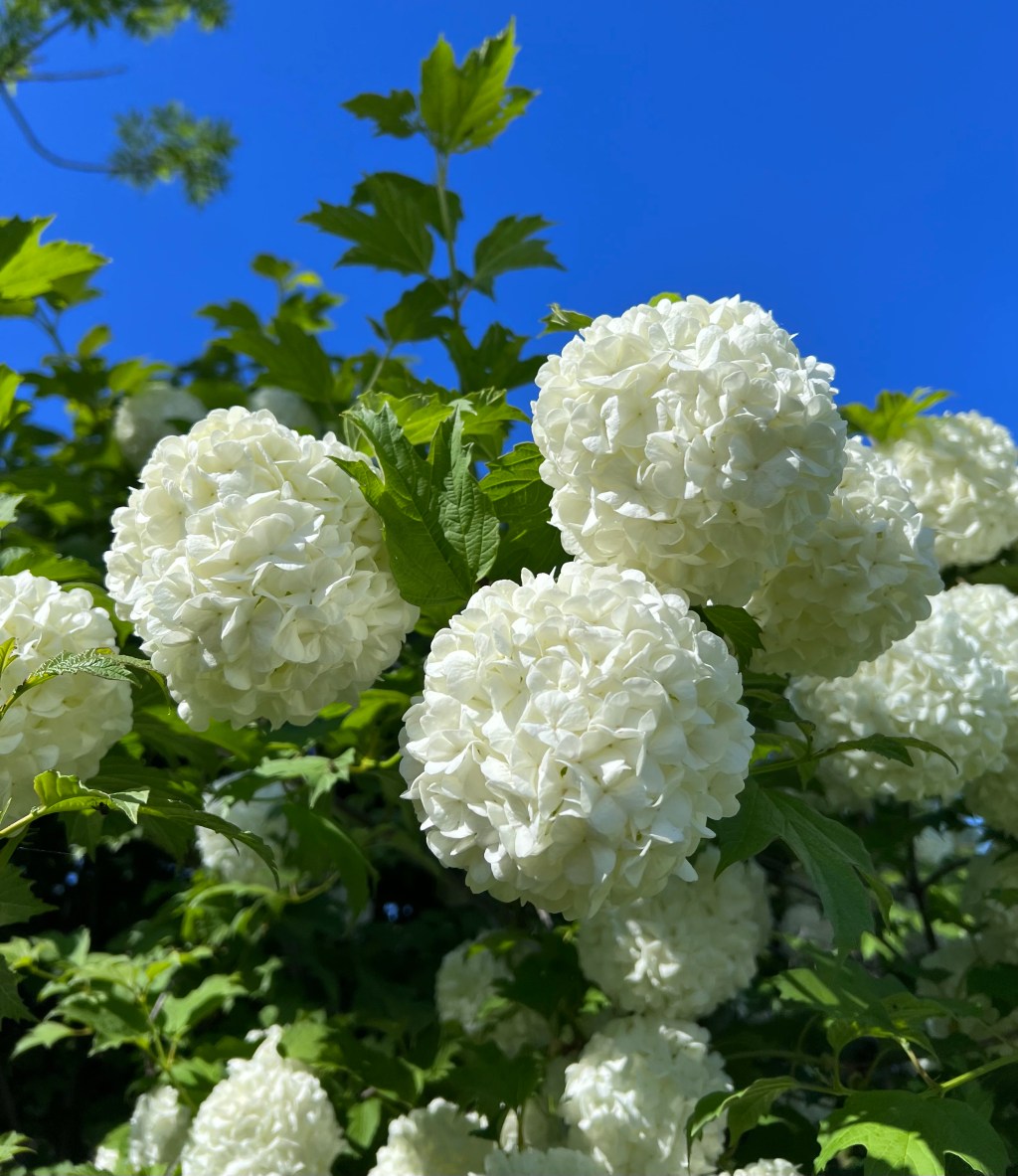 Snowball