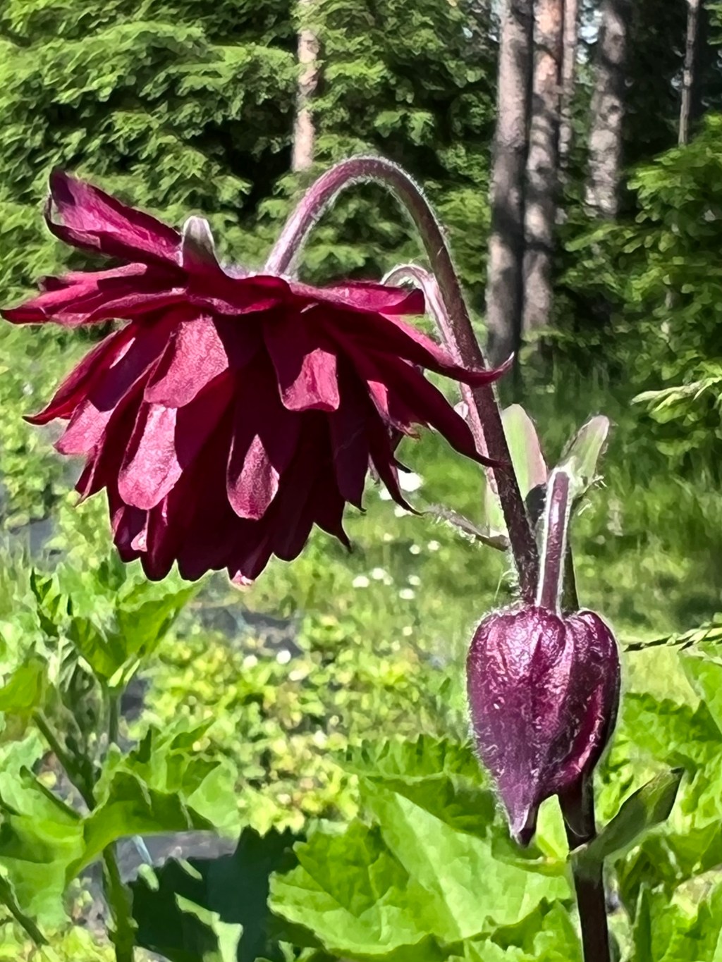 Bordeaux Barlow