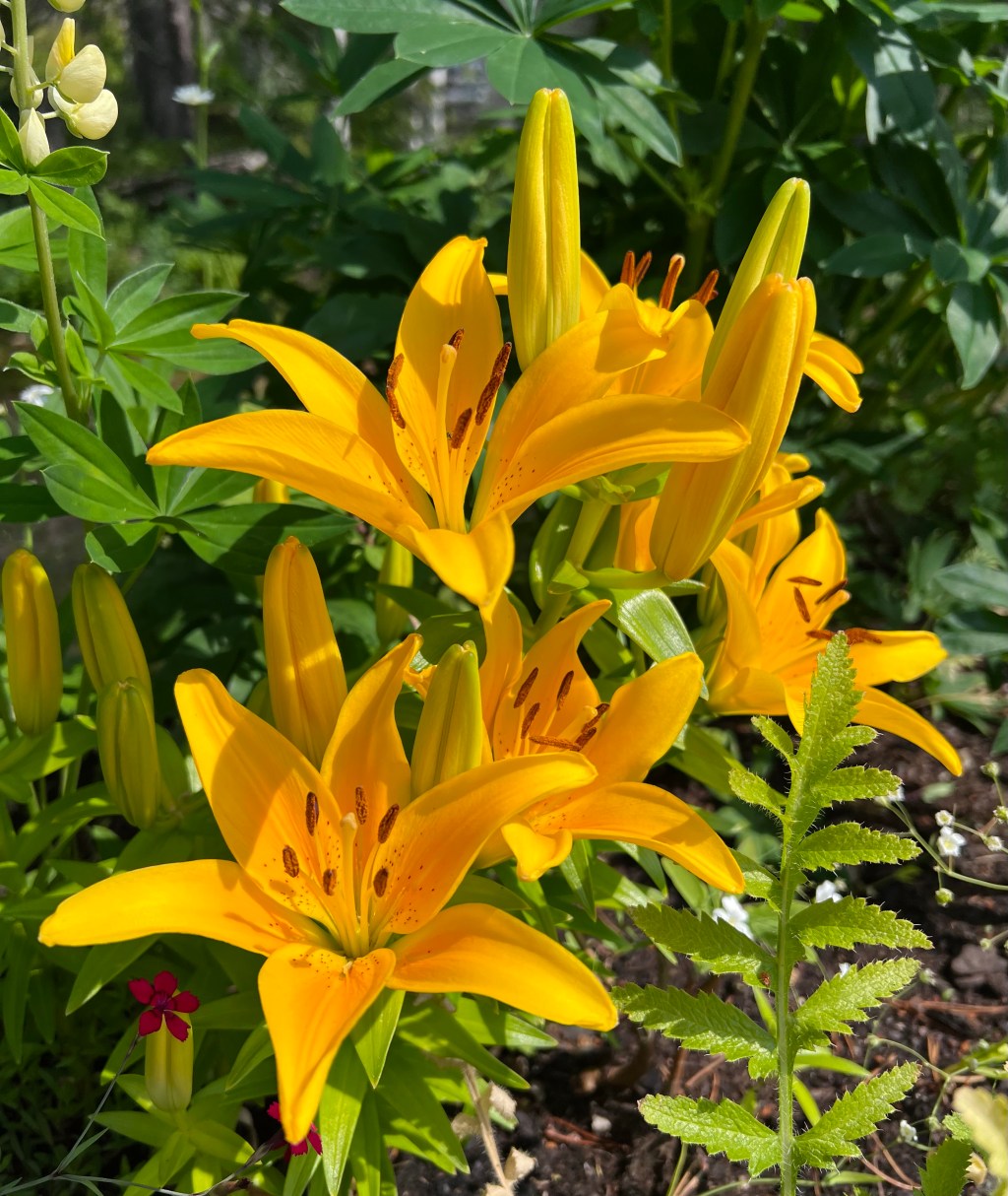 Lily
