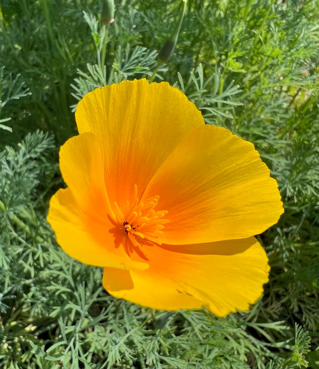 California Poppy