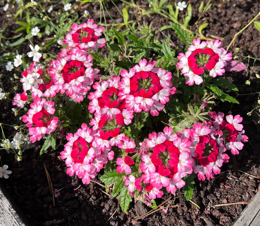 Verbena