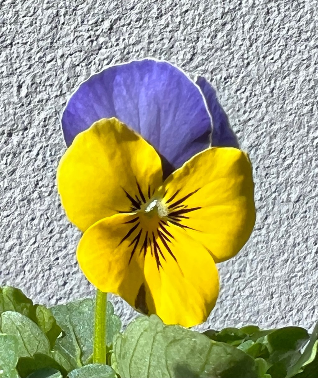 Violet