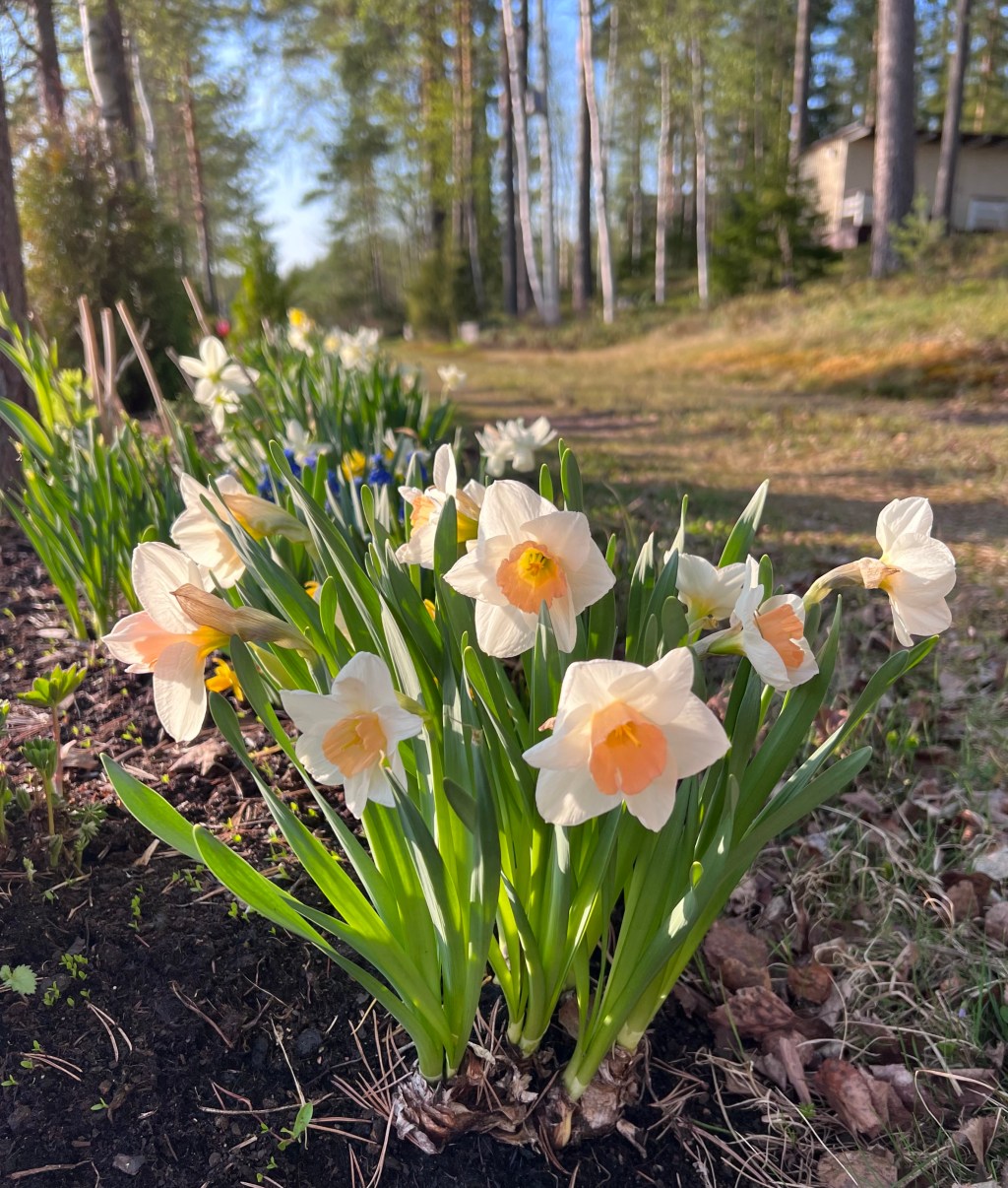 Peaches and Cream