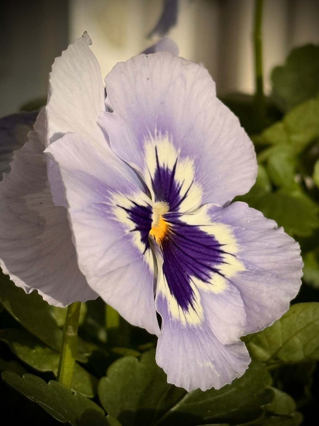 Pansy