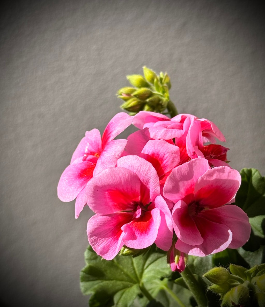 Hilma