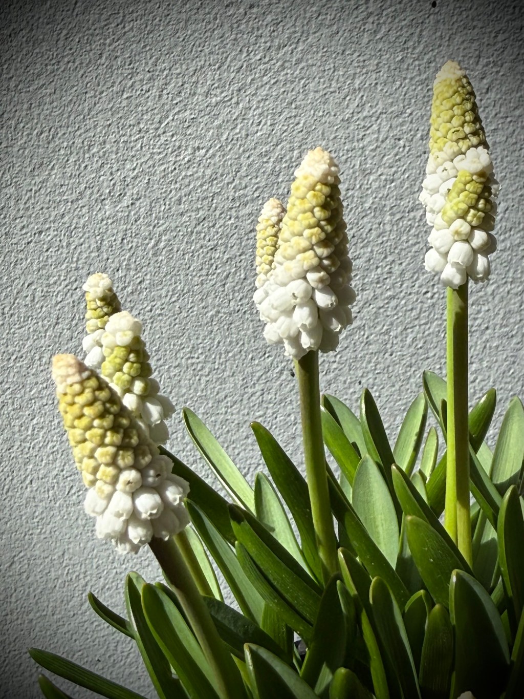 Garden Grape Hyacinth