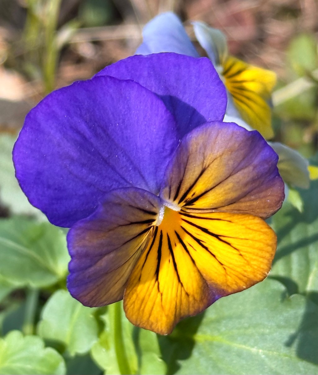 Violet