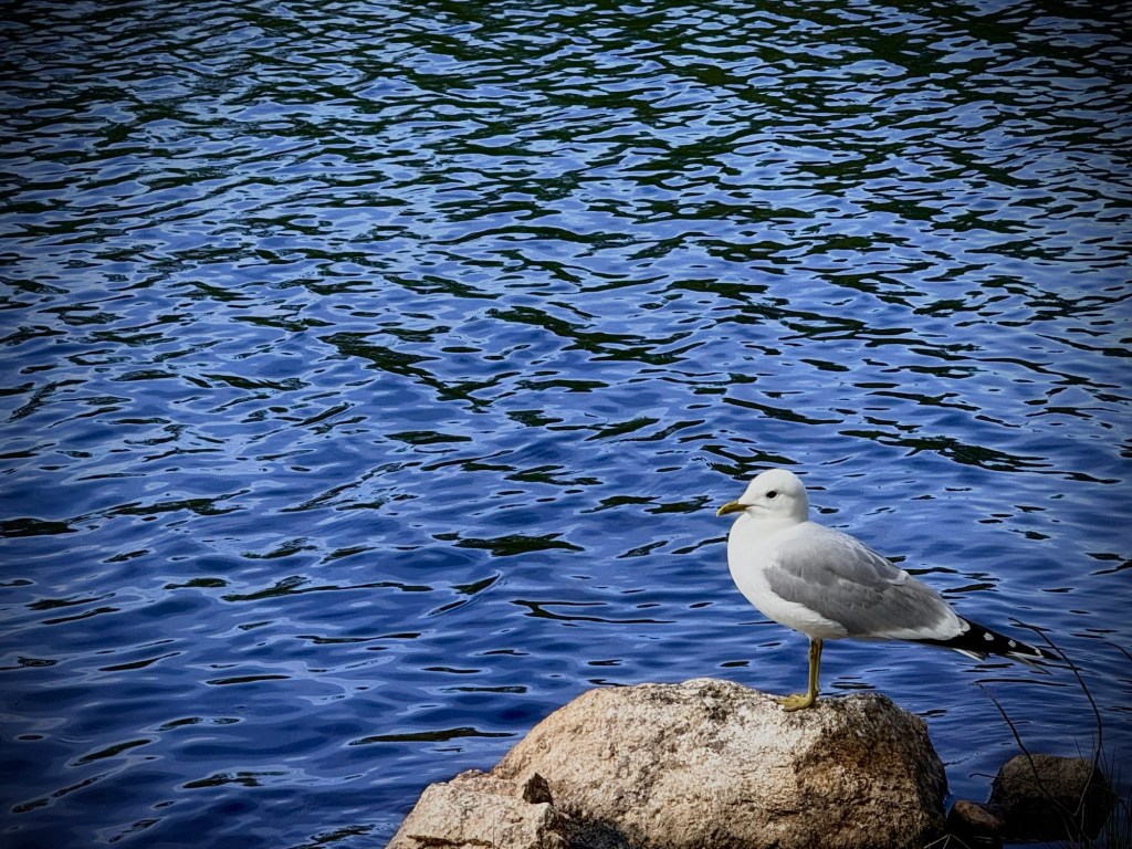 Common Gull