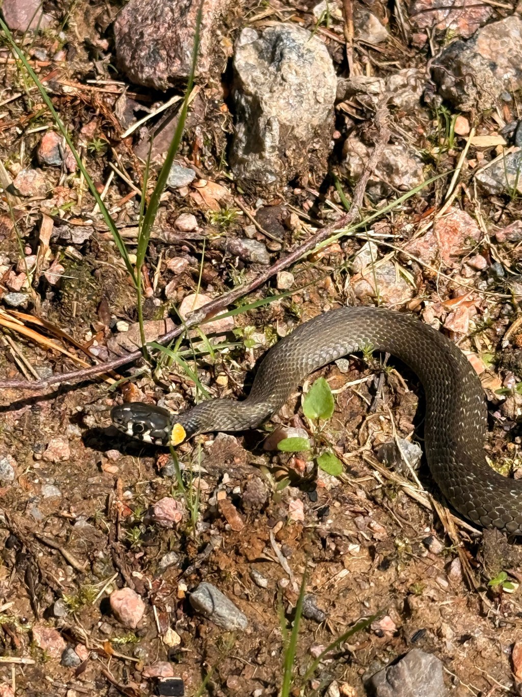 Water Snake