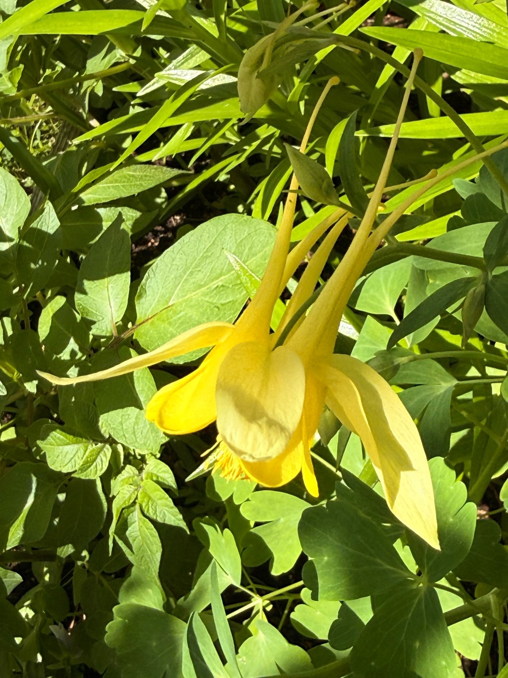 Yellow Queen