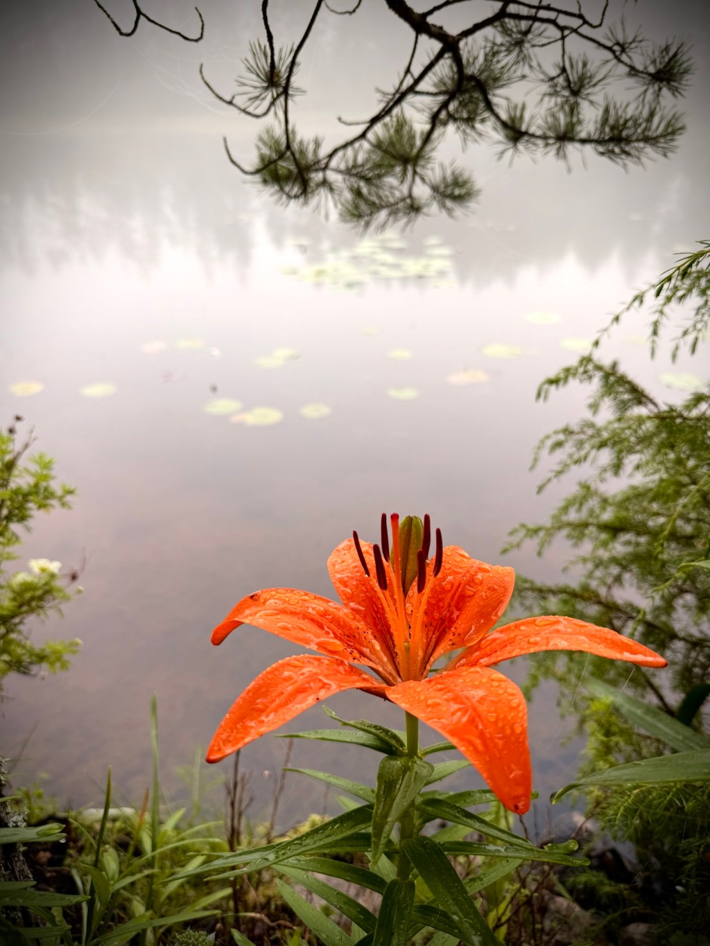 Lilium