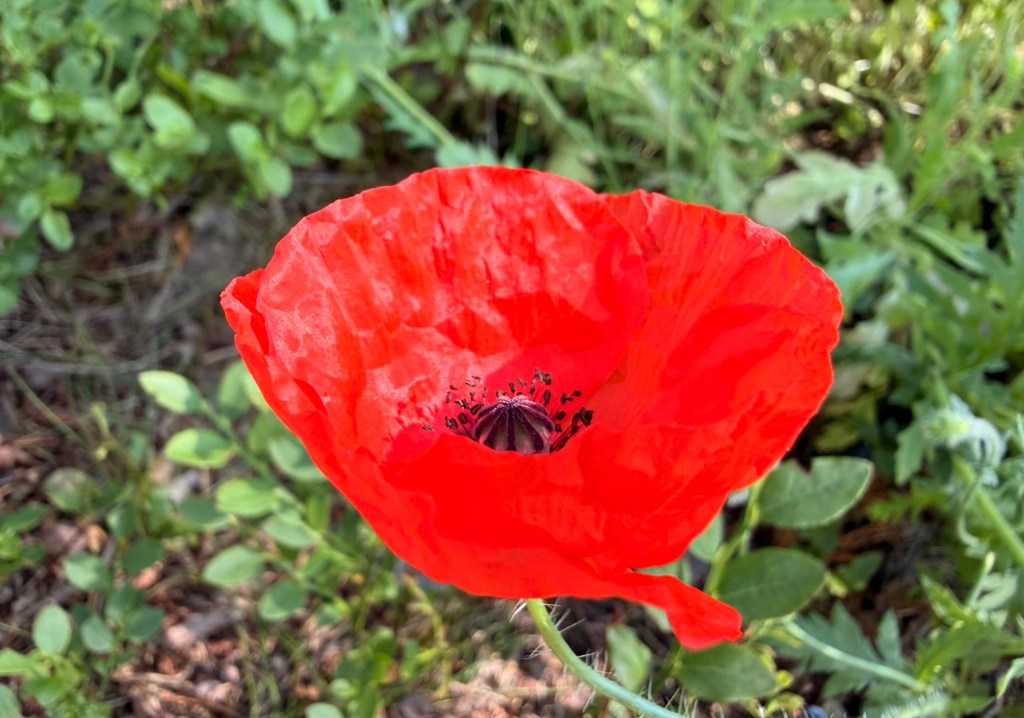 Papaver Rhoeas