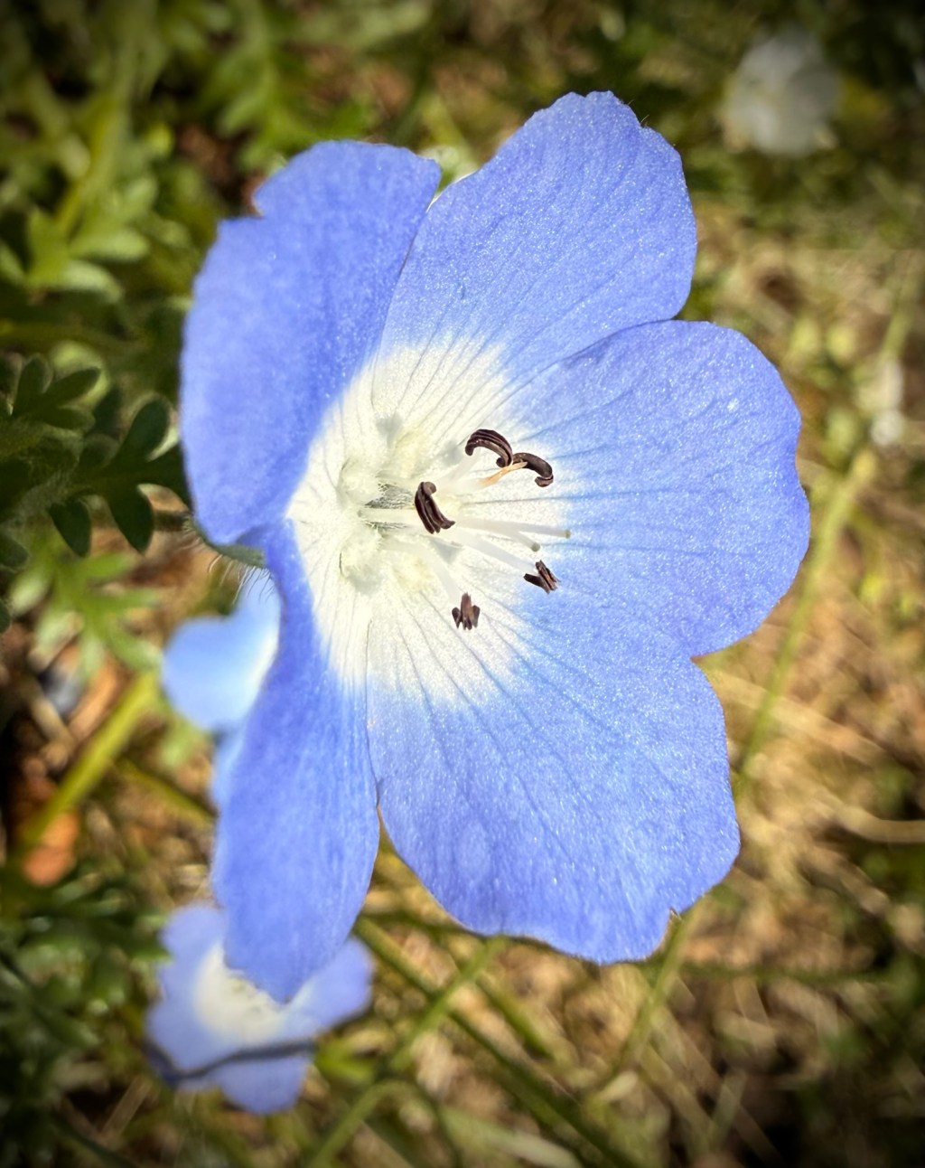 Nemophila menziesii