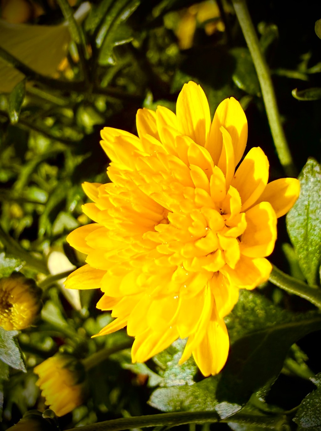 Chrysanthemum