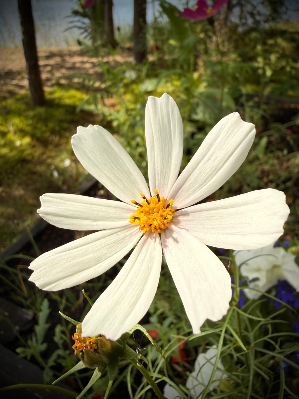 Cosmos bipinnatus