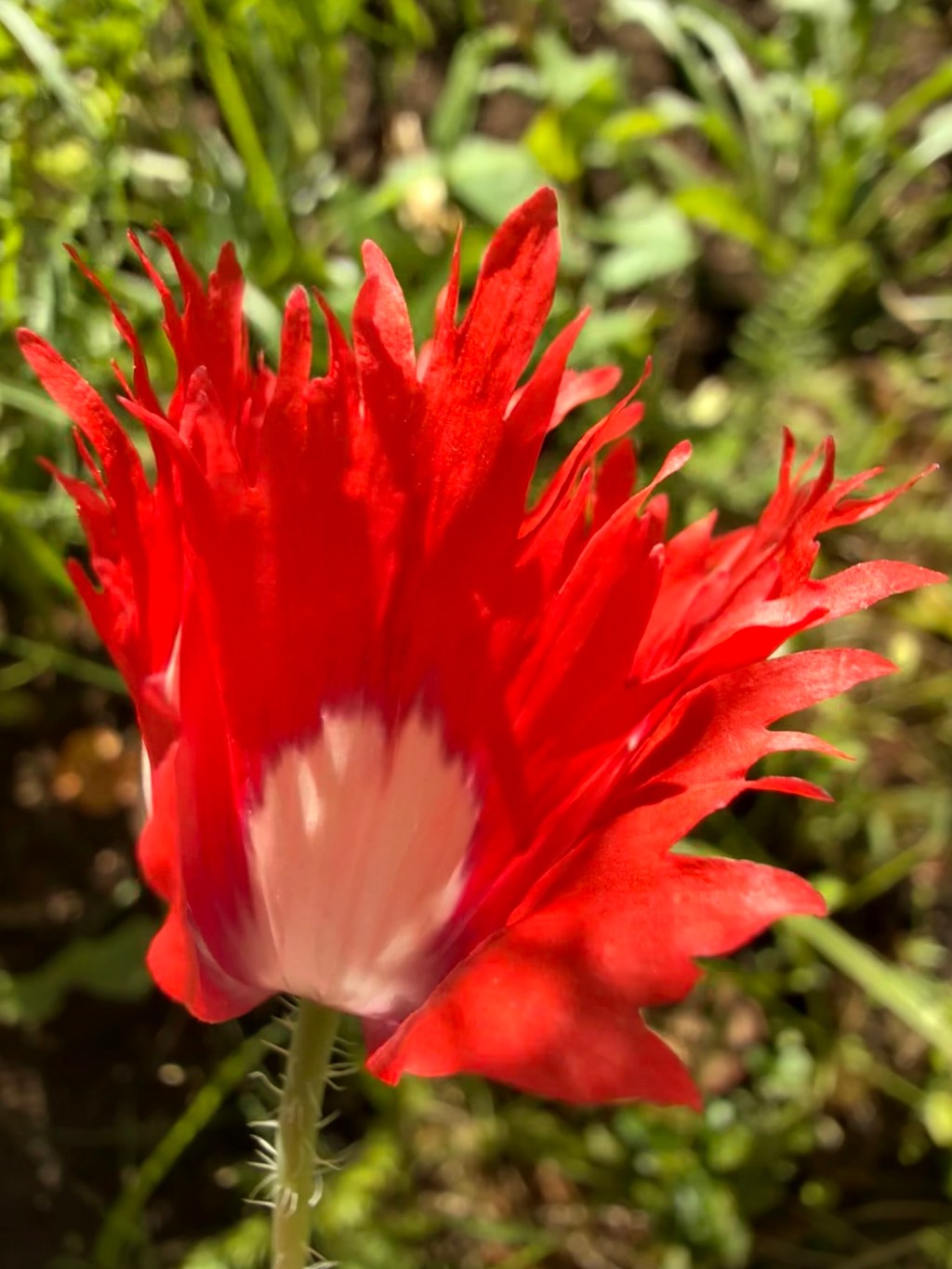 Papaver somniferum ‘Danish&nbsp;Flag’
